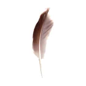 Natural Gray Goose Feather