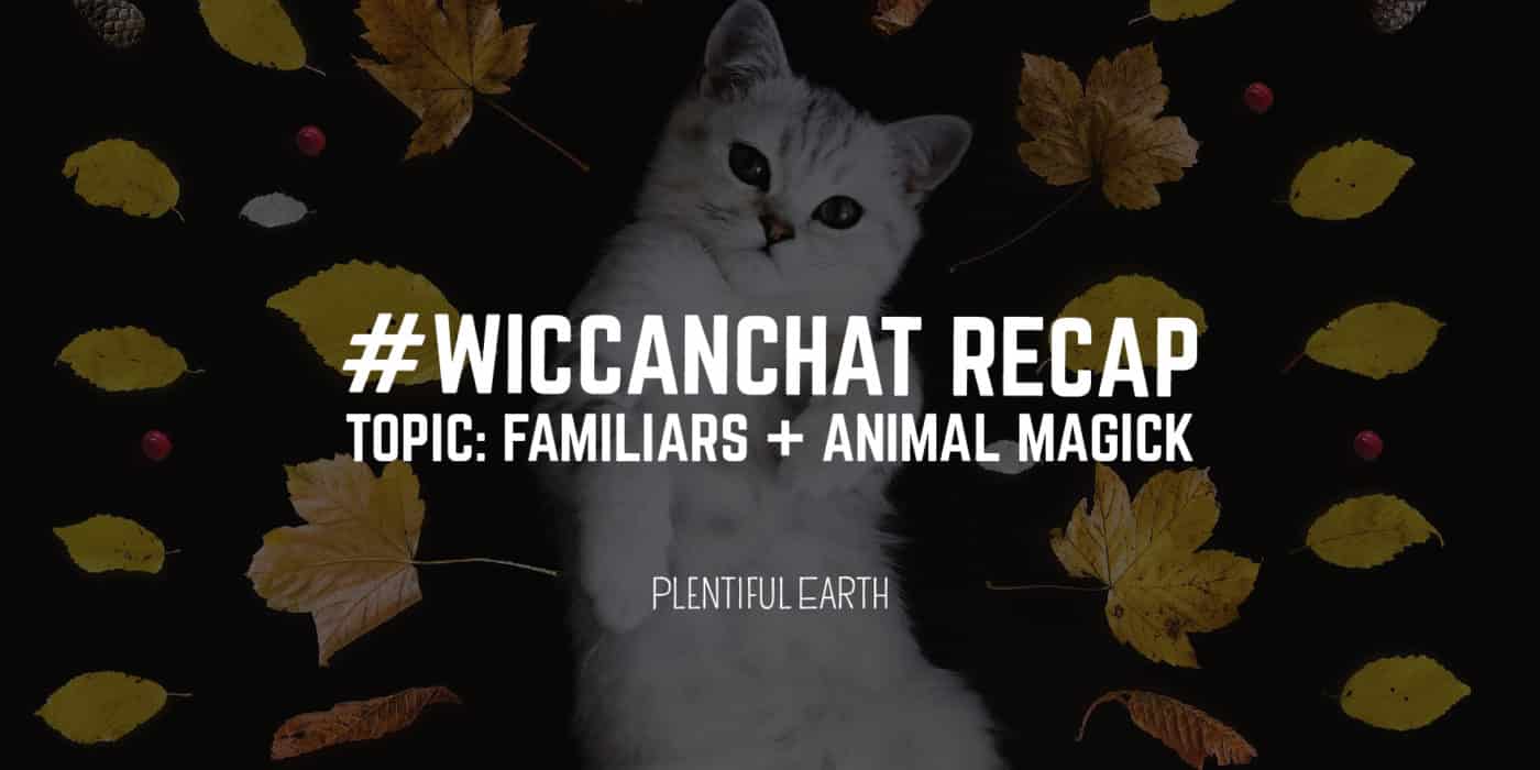 A cute white cat surrounded by autumn leaves, with the text "#wiccanchat recap - topic: familiars + animal magick" by Plentiful Earth, your favorite metaphysical shop.