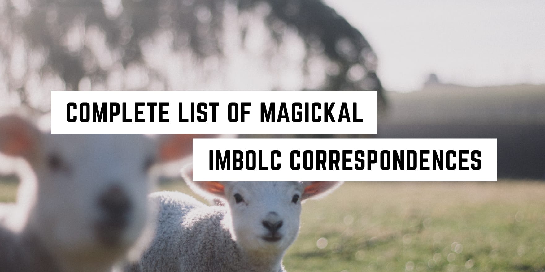 Embracing the early signs of spring: celebrating Imbolc with the spiritual presence of lambs.
