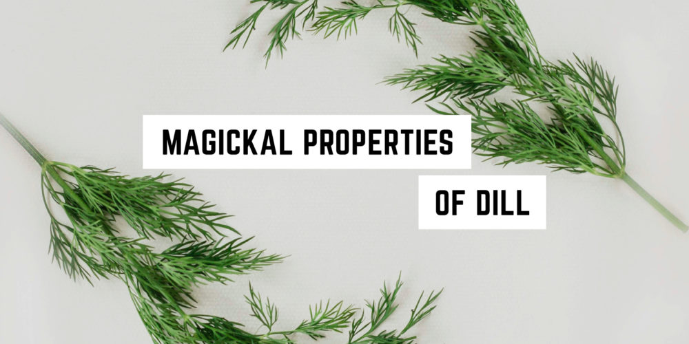 Dill Magical Properties, Spiritual Meanings & How To Use In Spells