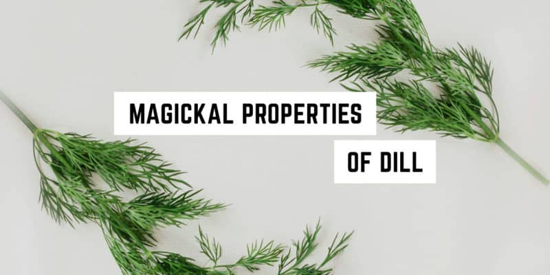 Magickal Correspondences of Dill 2 Sprigs of fresh dill arranged in a semicircle with a text overlay stating "witchy properties of dill" on a neutral background.