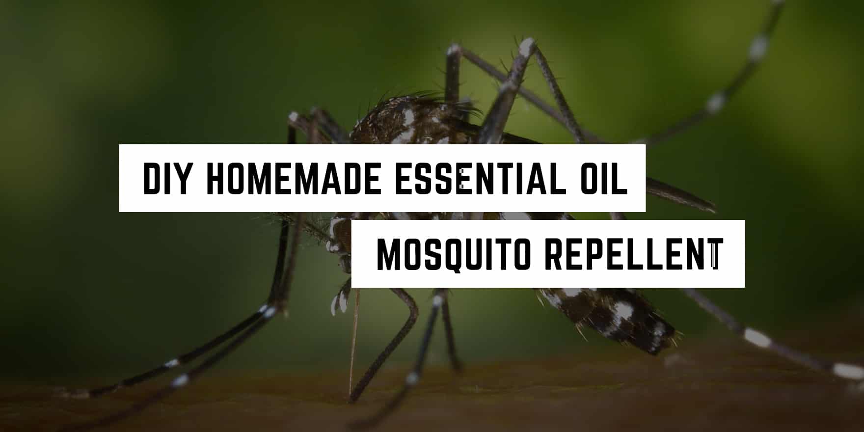 Diy homemade essential oil mosquito repellent from a metaphysical shop.