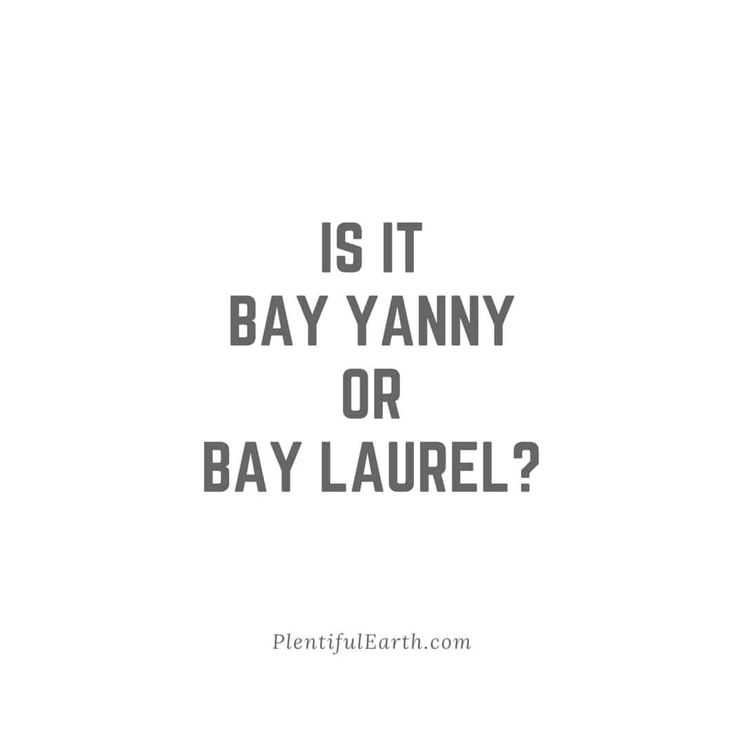 Exploring the puzzling duality of spiritual aural perception with a twist on the laurel vs. yanny debate: 'is it bay yanny or bay laurel?'.