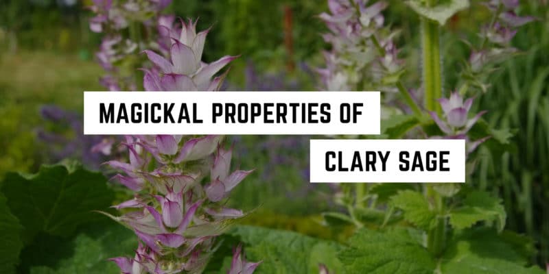 Magickal Correspondences of Clary Sage | Clary Sage Materia Magicka 8 Discover the enchanting, witchy power of clary sage in bloom.