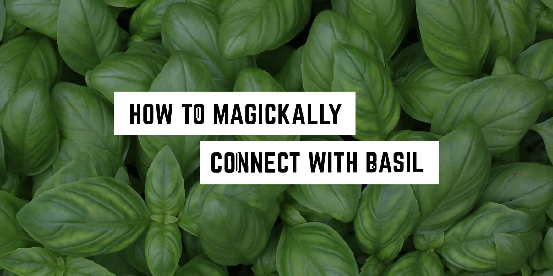 A fresh spread of lush basil leaves with a caption: how to metaphysically connect with basil.