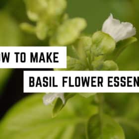 how-to-make-basil-flower-essence