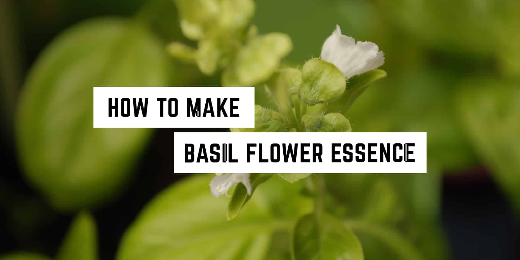 Discover the art of creating witchy basil flower essence amidst vibrant greenery.