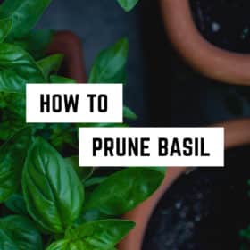 Lush green basil plants with a caption overlay: "How to prune basil for your witchy garden needs.