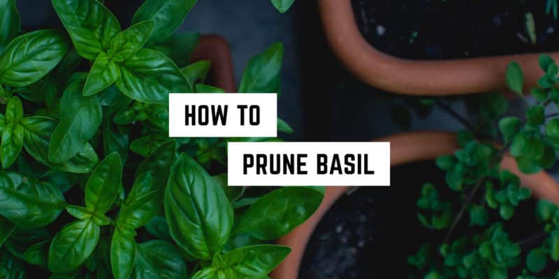 How to Prune Basil 1 Lush green basil plants with a caption overlay: "How to prune basil for your witchy garden needs.
