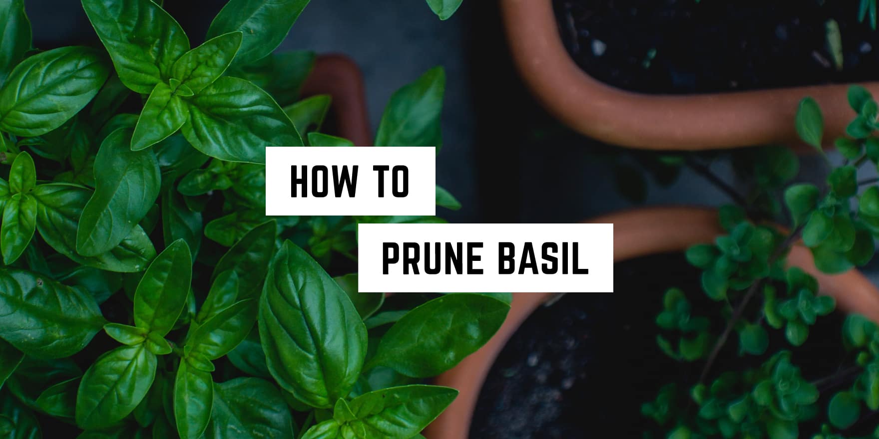 Lush green basil plants with a caption overlay: "How to prune basil for your witchy garden needs.