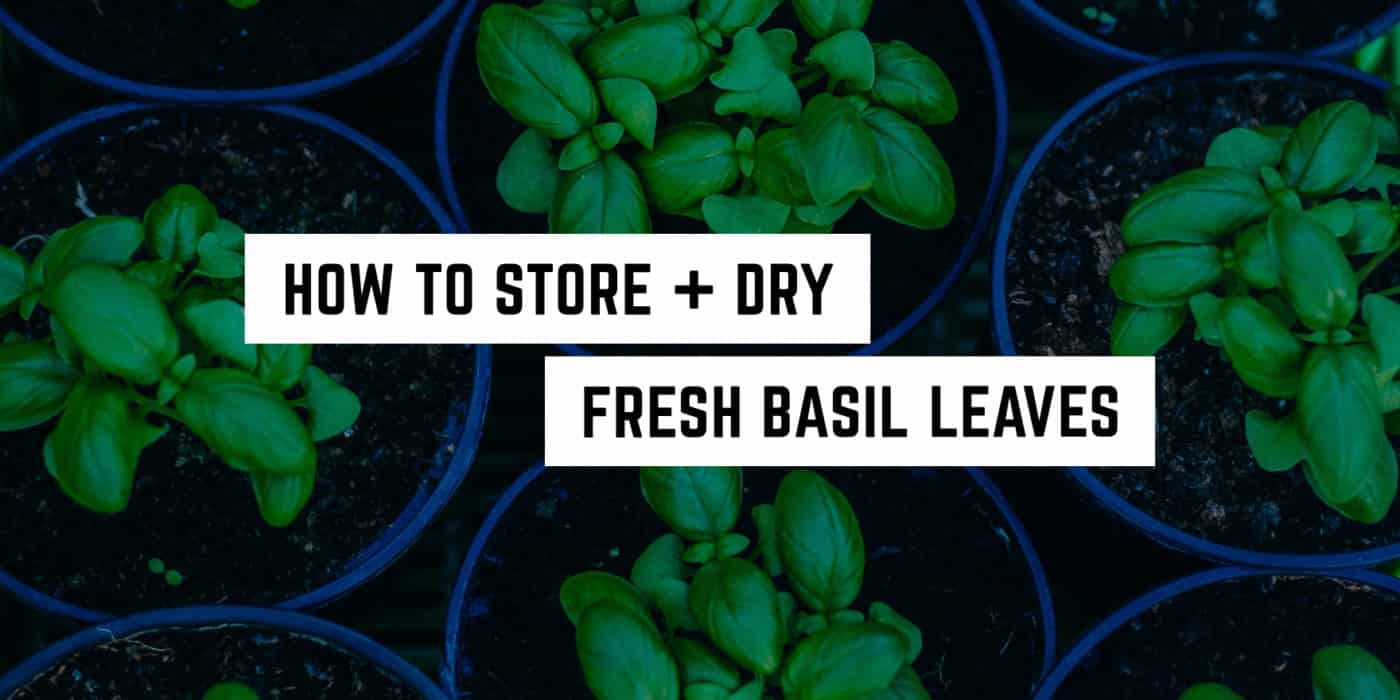 A garden of vibrant green basil plants with an overlay text reading "how to store + dry fresh basil leaves," perfect for your witchy metaphysical shop practices.