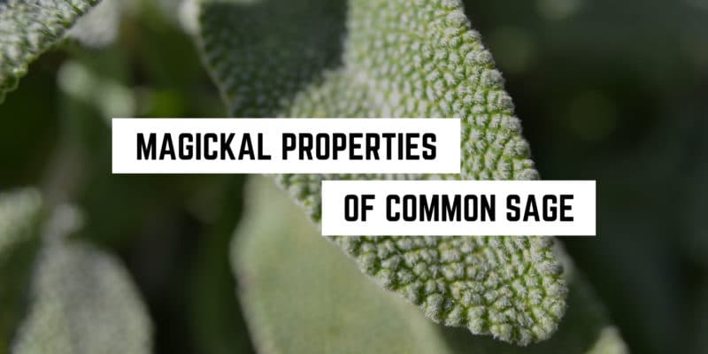 Magickal Correspondences of Common Sage 10 Lush green sage leaves with text overlay highlighting the "spiritual and metaphysical properties of common sage".