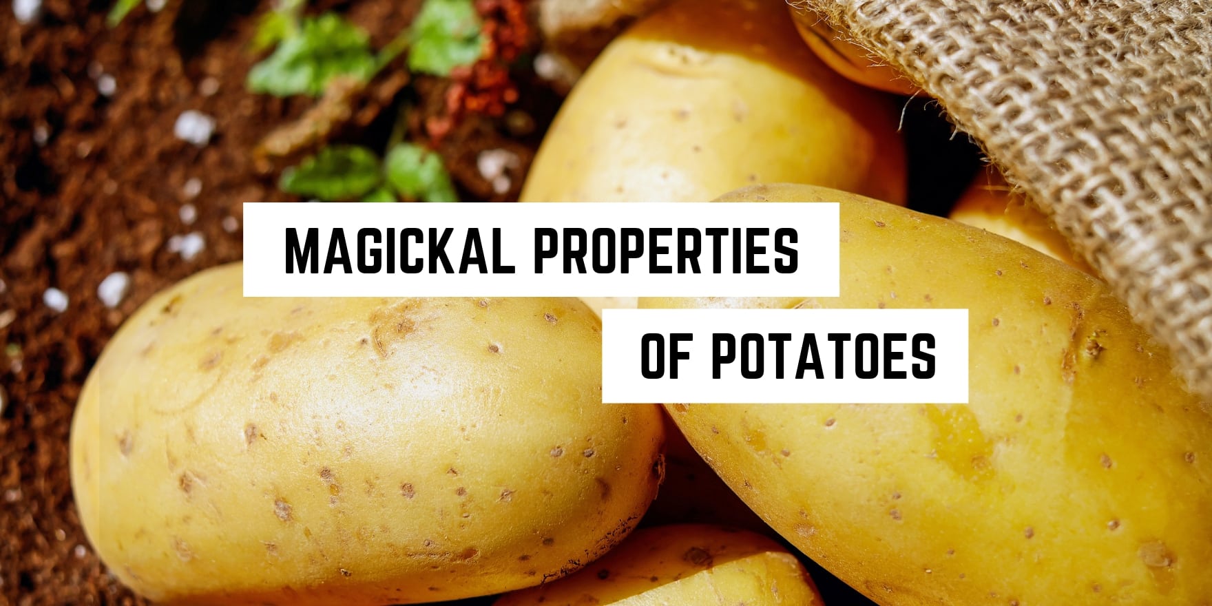 Unearthing the secrets: the witchy world of potatoes.