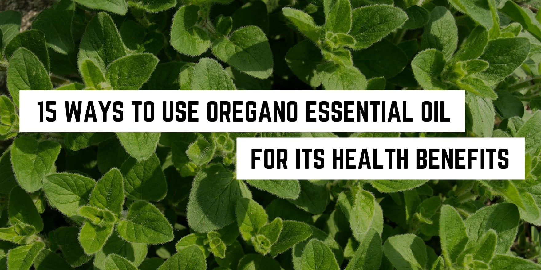 A bed of fresh oregano leaves with the text overlay "15 spiritual ways to use oregano essential oil for its health benefits.