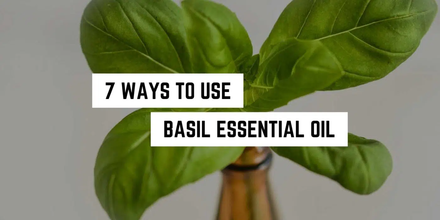 7 Ways to Use Basil Essential Oil 1 A sprouting basil plant emerging from a bottle with a caption "7 ways to use basil essential oil in metaphysical practices" against a neutral background.