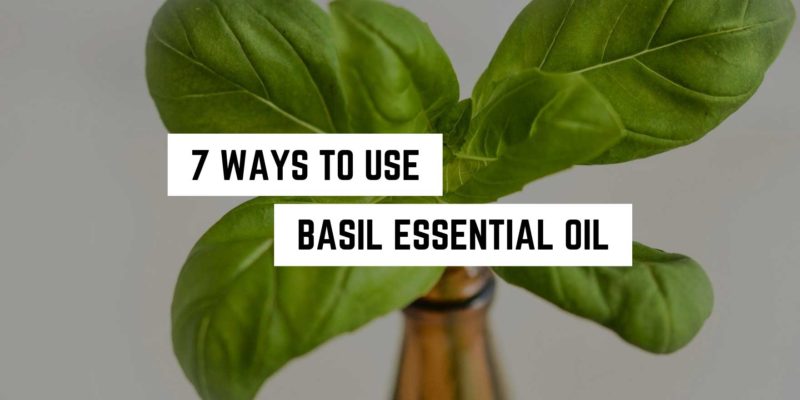 7 Ways to Use Basil Essential Oil 2 A sprouting basil plant emerging from a bottle with a caption "7 ways to use basil essential oil in metaphysical practices" against a neutral background.