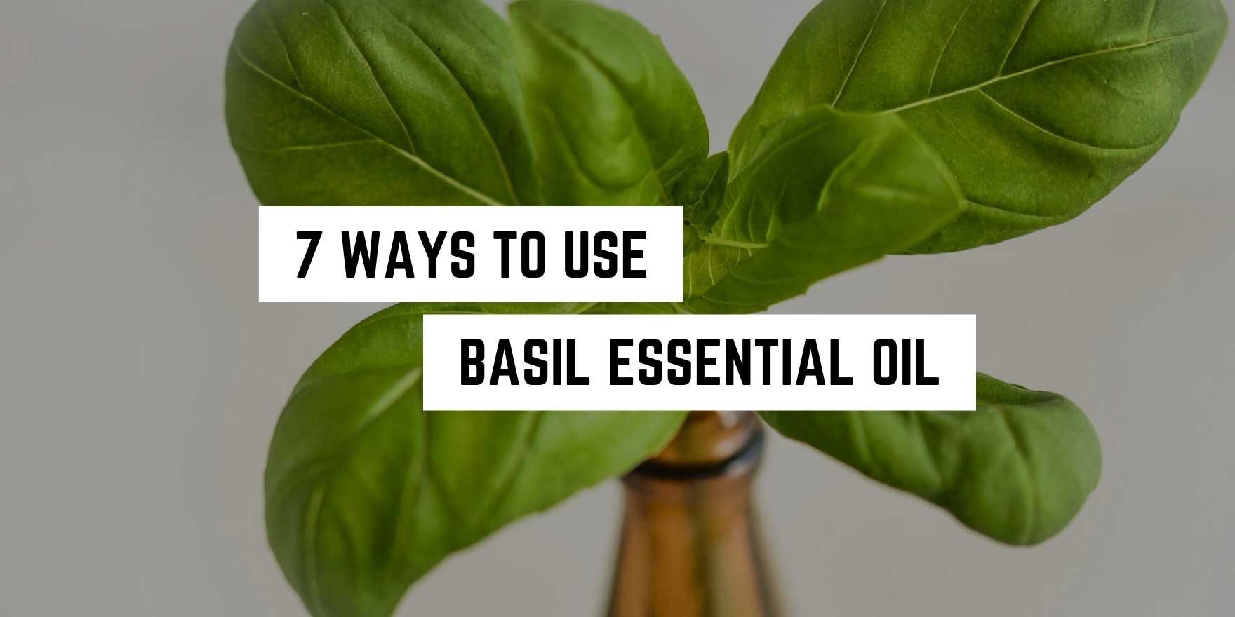 A sprouting basil plant emerging from a bottle with a caption "7 ways to use basil essential oil in metaphysical practices" against a neutral background.
