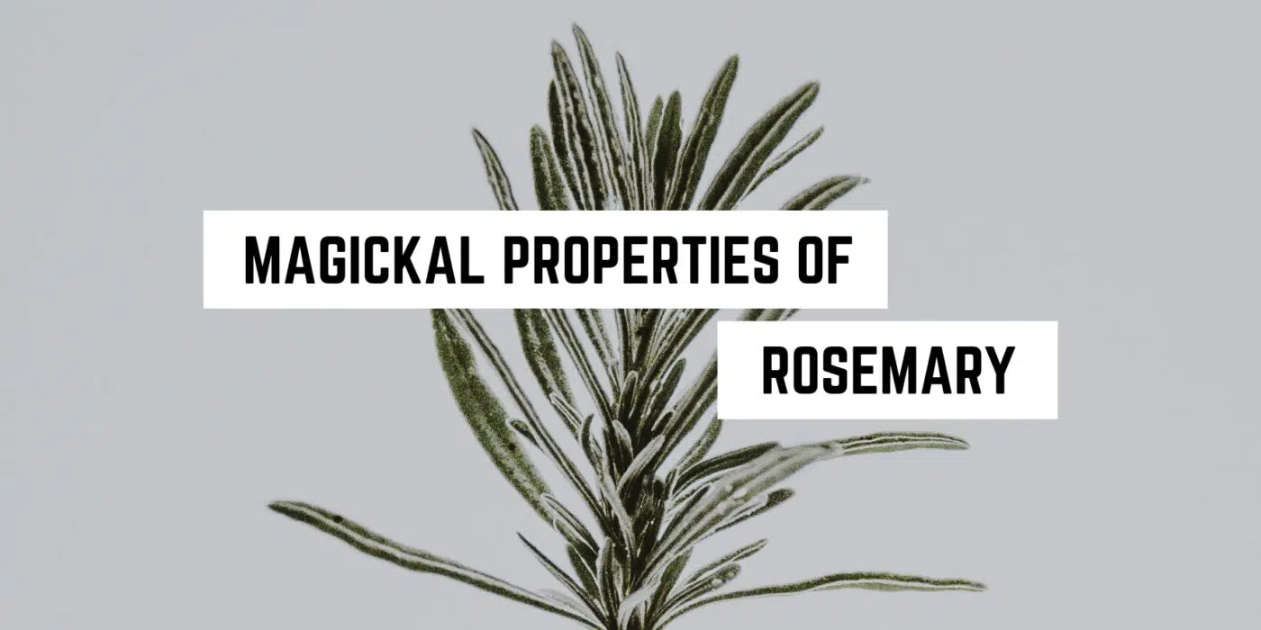 Magical Properties of Rosemary | How to Use Rosemary in Spells 1 Aromatic enlightenment: unveiling the mystical virtues of rosemary in our new age product.