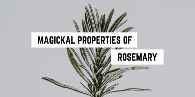 Magical Properties of Rosemary | How to Use Rosemary in Spells 4 Aromatic enlightenment: unveiling the mystical virtues of rosemary in our new age product.