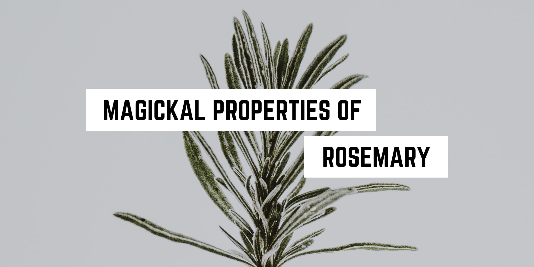Aromatic enlightenment: unveiling the mystical virtues of rosemary in our new age product.