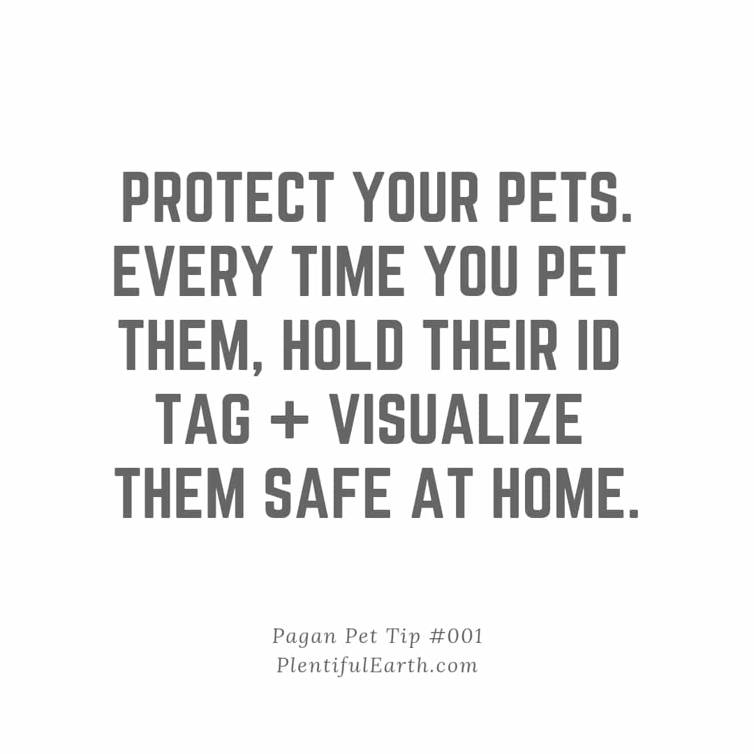 Ensuring pet safety with identification — a reminder to tag and visually ID our furry friends with new age products for their protection.