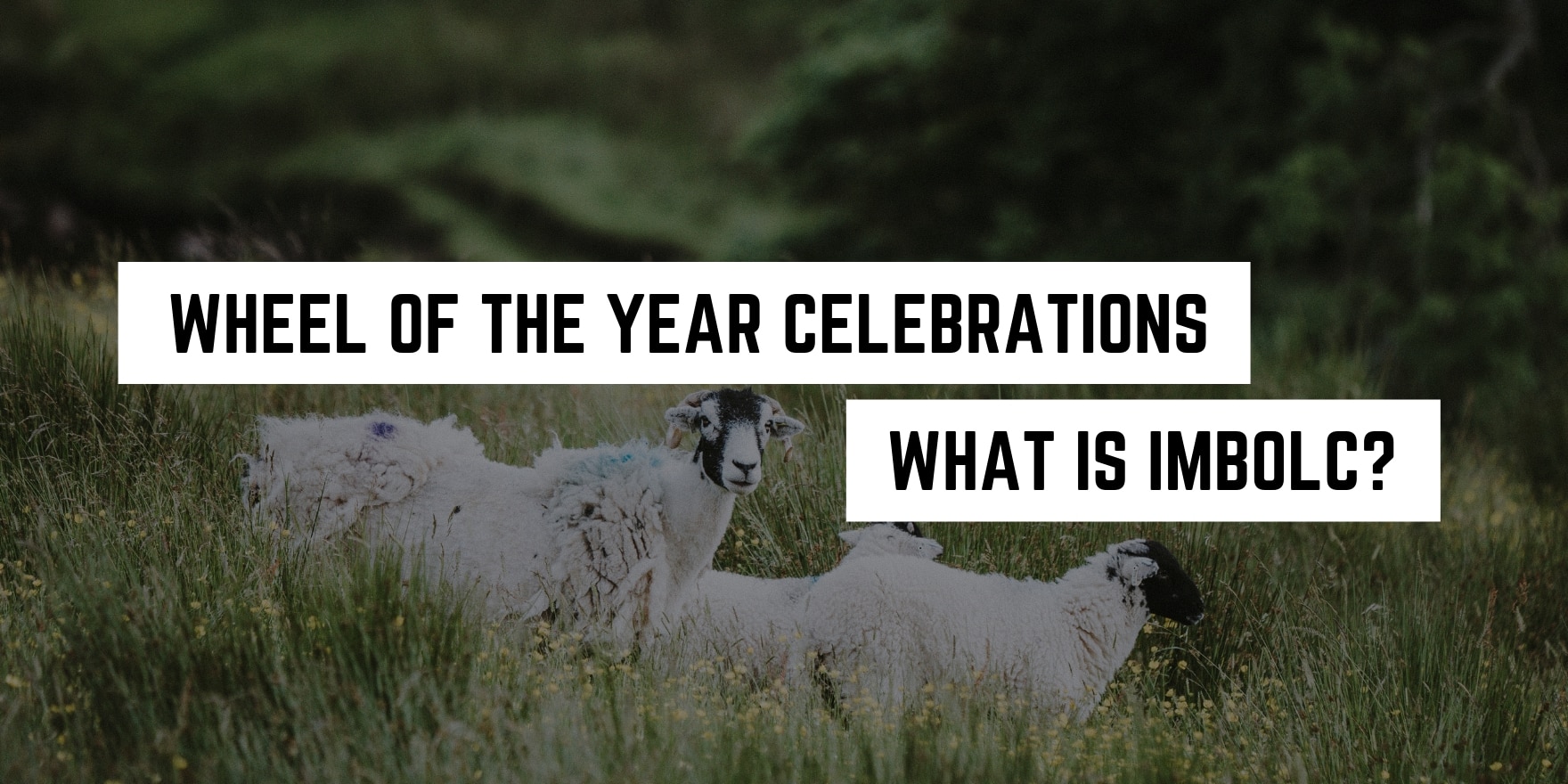 Flock of sheep grazing in a field with a caption about Imbolc, one of the Wheel of the Year celebrations, highlighting its metaphysical significance.