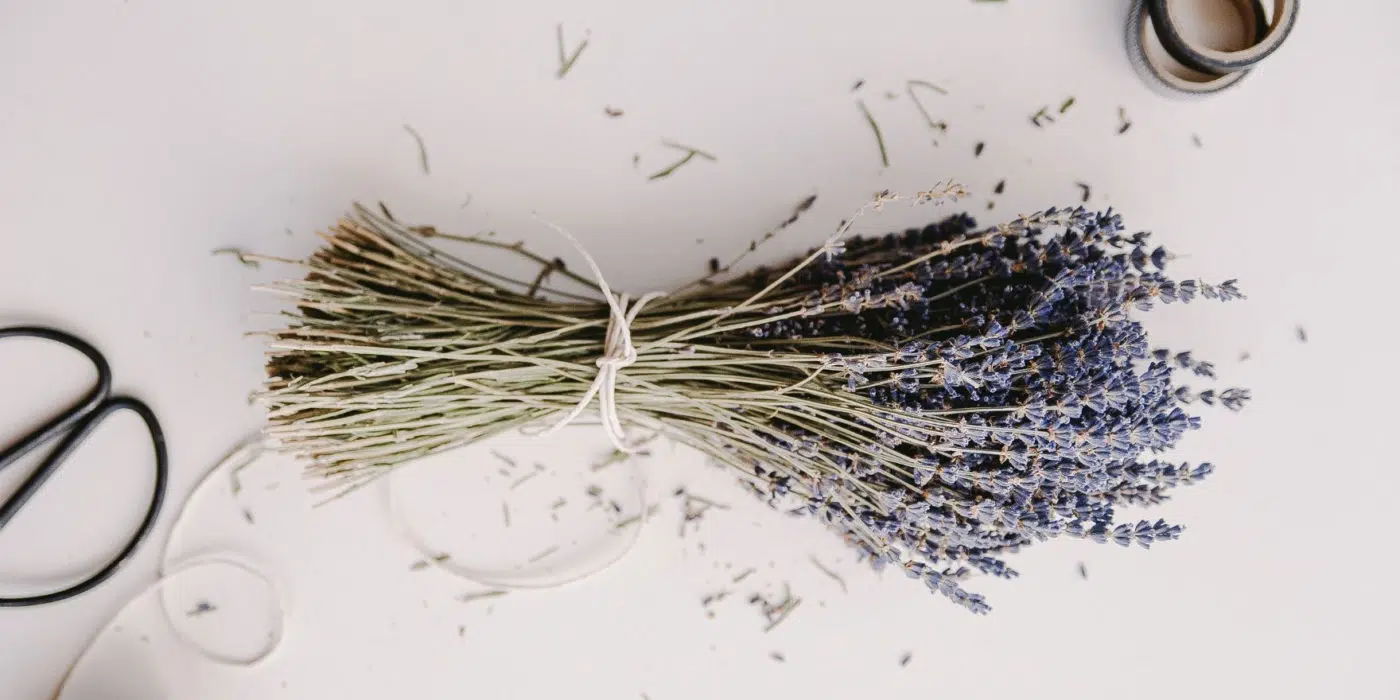 Magical Properties of Lavender | Materia Magicka 1 A neatly tied bundle of lavender with sprigs of lavender scattered around on a white surface, accompanied by a pair of scissors and spools of thread to the sides, suggestive of a witchy craft or