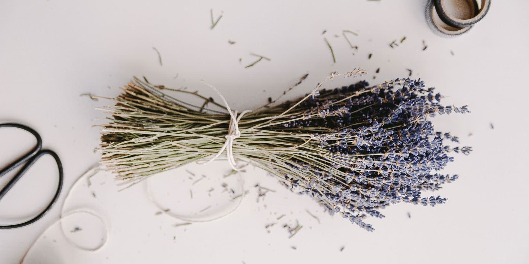 A neatly tied bundle of lavender with sprigs of lavender scattered around on a white surface, accompanied by a pair of scissors and spools of thread to the sides, suggestive of a witchy craft or