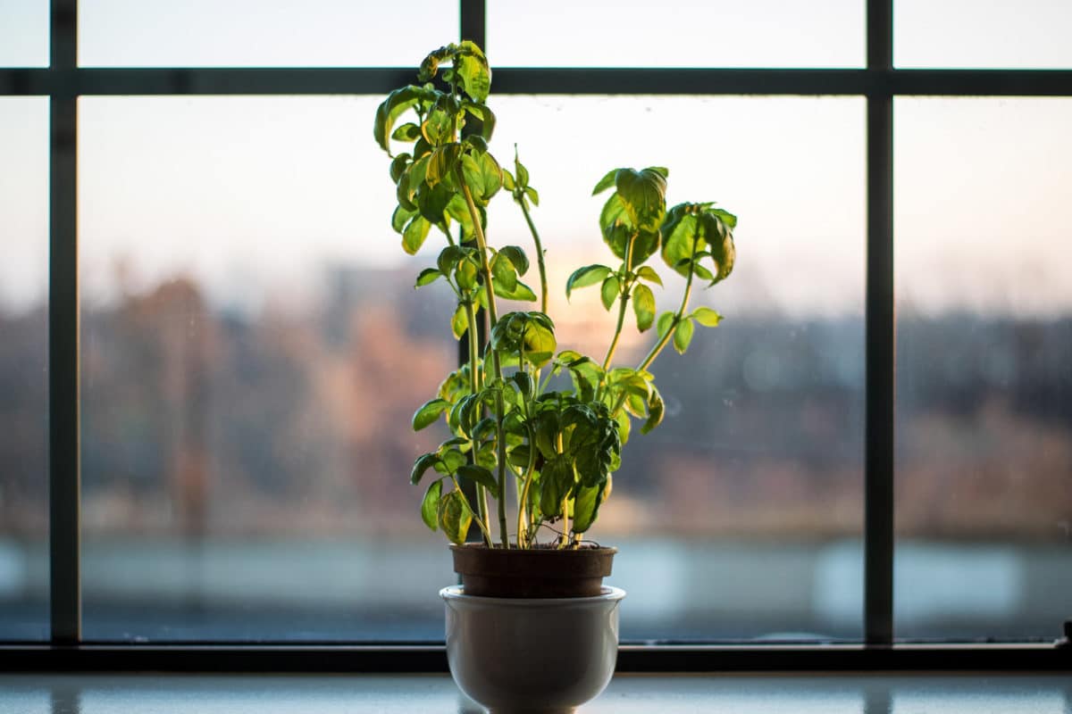 A potted basil plant basks in the gentle glow of natural light by a window, offering a serene blend of indoor greenery against the backdrop of a tranquil outdoor view, perfect for any witchy