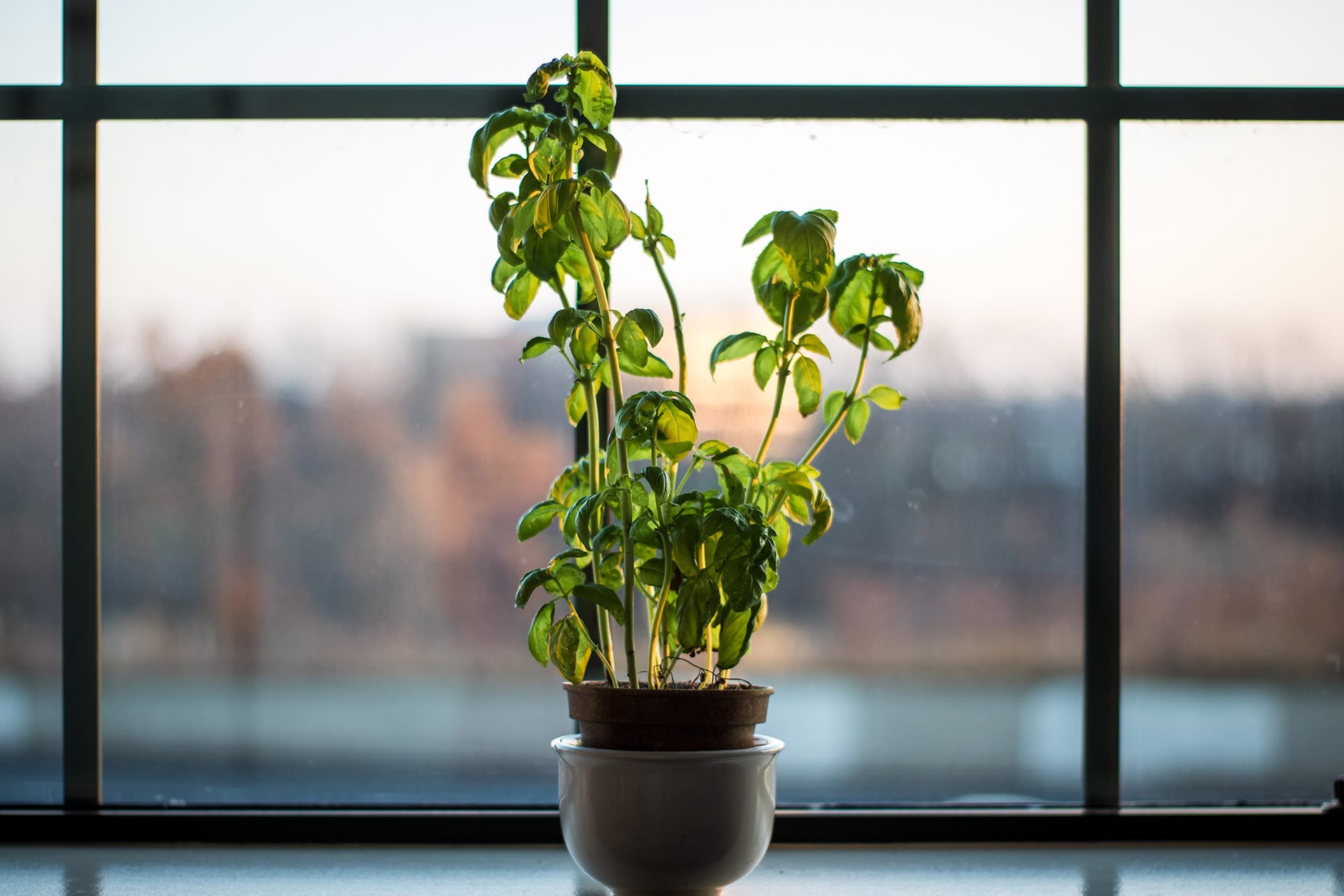 A potted basil plant basks in the gentle glow of natural light by a window, offering a serene blend of indoor greenery against the backdrop of a tranquil outdoor view, perfect for any witchy