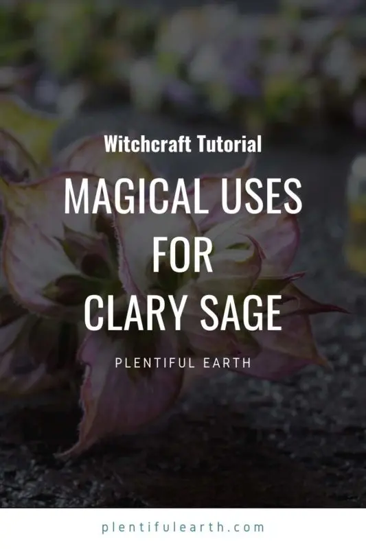 Magickal Correspondences of Clary Sage | Clary Sage Materia Magicka 2 An image to share on Pinterest.