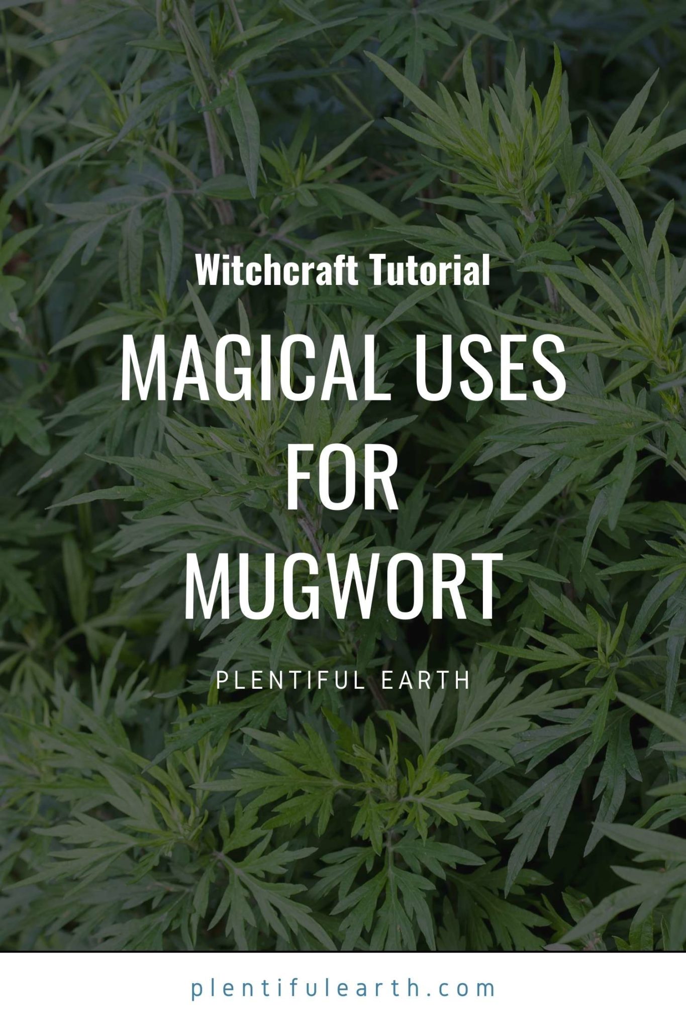 Mugwort: Spiritual Uses & Magical Properties in Spells & Witchcraft