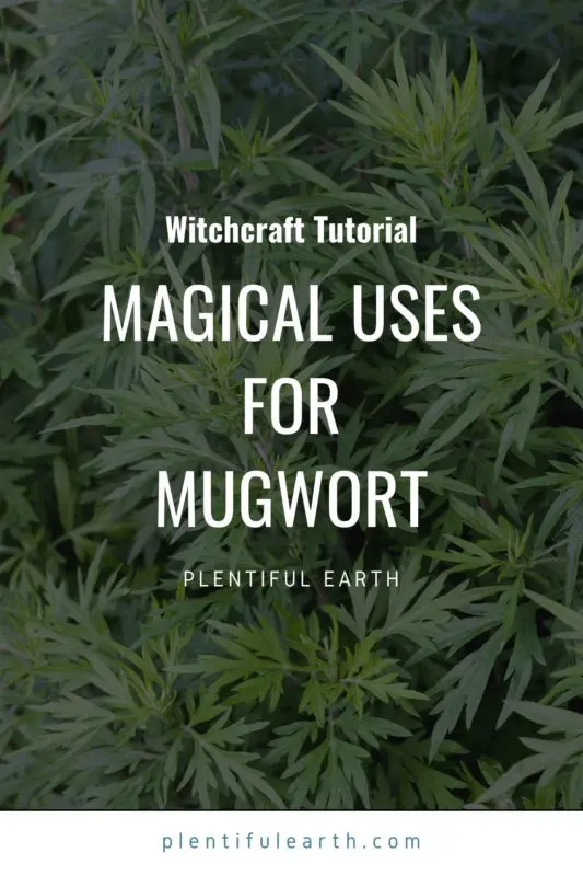 Magical Properties of Mugwort | Materia Magicka 2 magical uses for mugwort