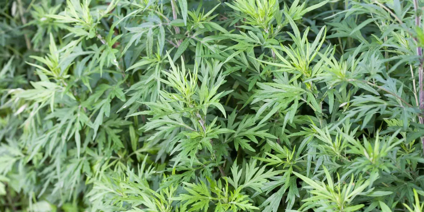 Magical Properties of Mugwort | Materia Magicka 1 Lush green foliage of a dense herbal plant, showcasing a natural pattern of leaves and stems, ideal for a metaphysical shop's new age product display.