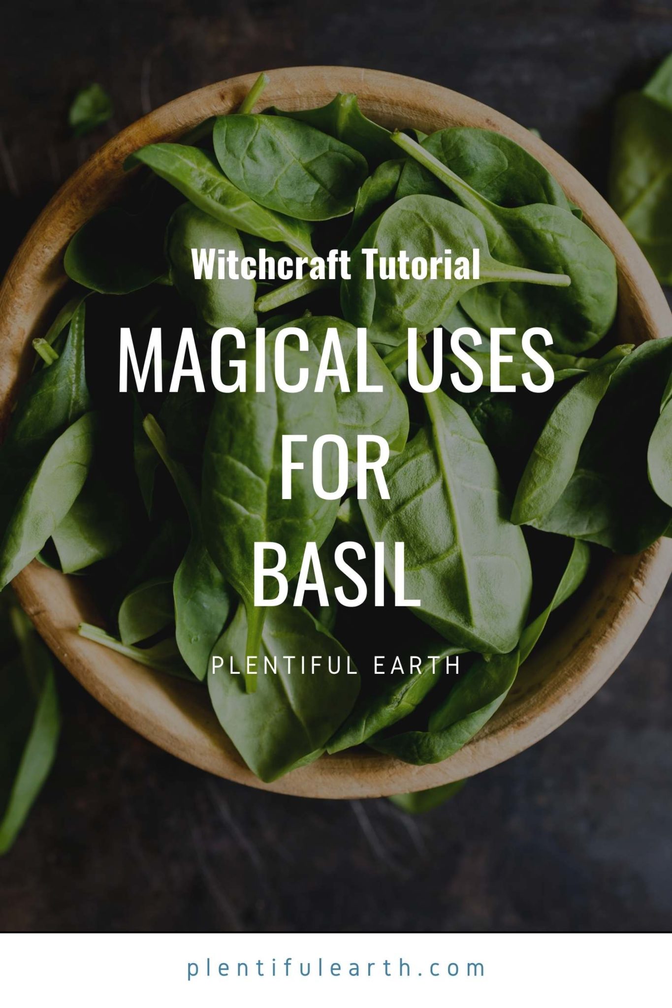 Sweet Basil Spiritual Meanings & Magical Correspondences