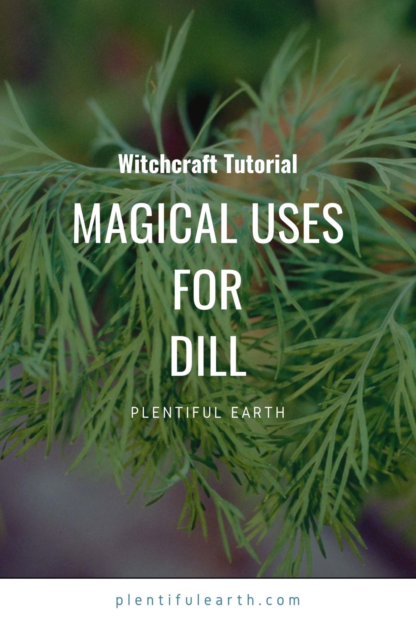 Dill Magical Properties, Spiritual Meanings & How To Use In Spells