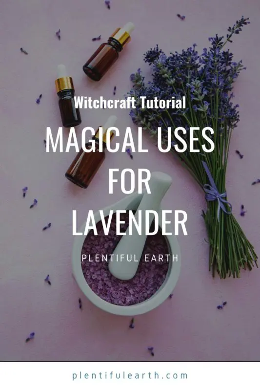 Magical Properties of Lavender | Materia Magicka 2 magical uses for lavender