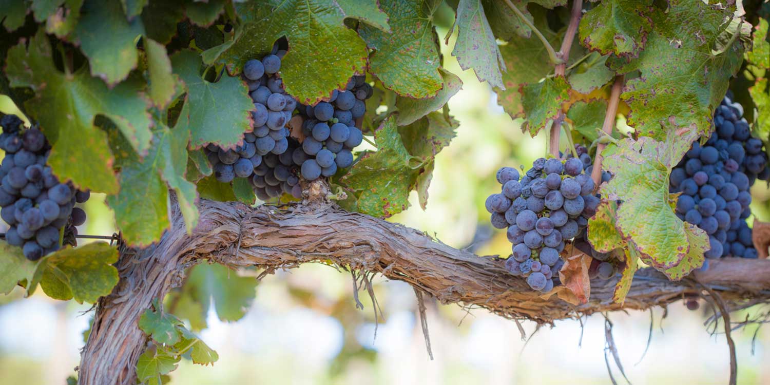 Bunches of ripe blue grapes dangling from a vine in a vineyard, ready for harvest, carry a spiritual essence.