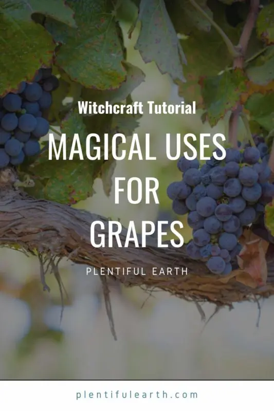 Magical Properties of Grapes | How to Use Grapes in Spells 2 An image to share on Pinterest