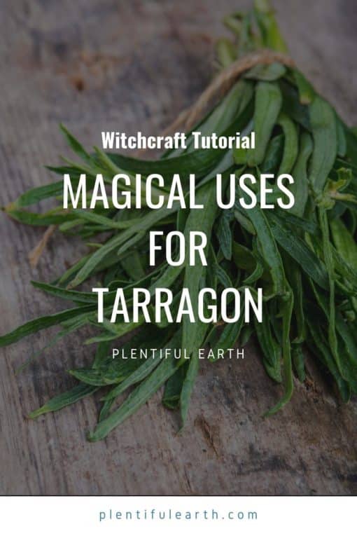Magickal Properties of Tarragon in Spells Plentiful Earth