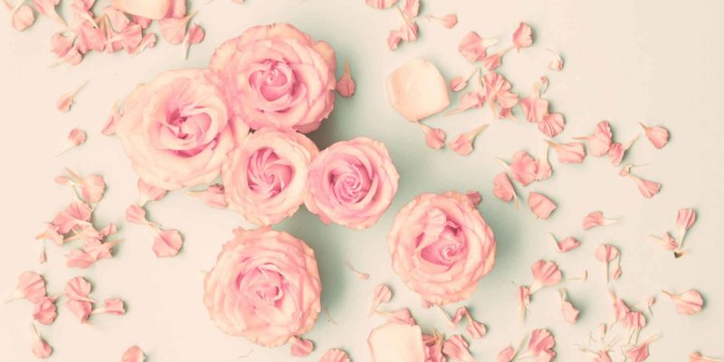 Rose Magical Properties | How to Use Roses in Spells 8 Pink roses on a cream backgorund