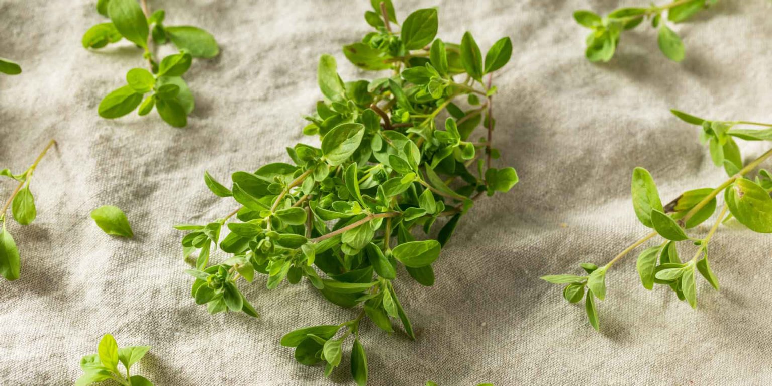 Magical Properties Of Marjoram Plentiful Earth