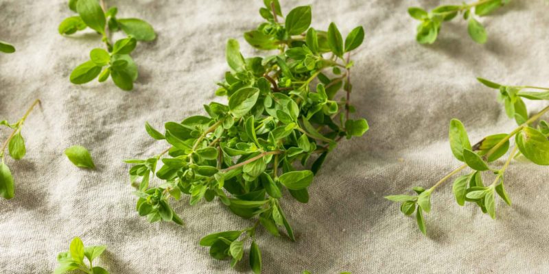 Magical Properties of Marjoram | How to Use Marjoram in Spells 6 Fresh oregano sprigs scattered on a natural fabric surface for a spiritual ritual.