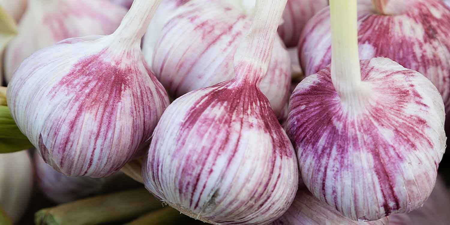 purple garlic bulbs