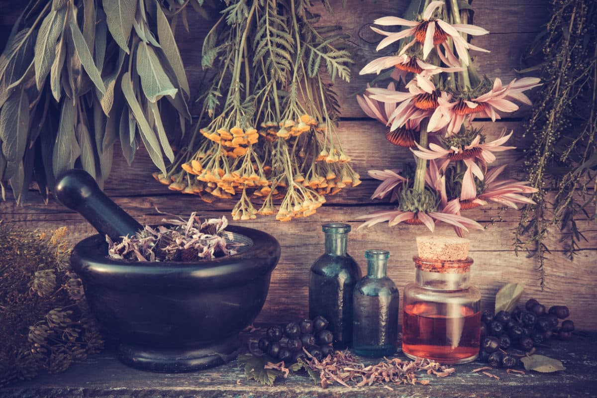 various herbs hanging to be dried with a cauldron on the table