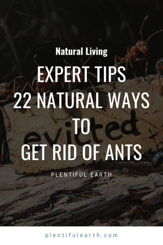 22 natural ways to get rid of ants