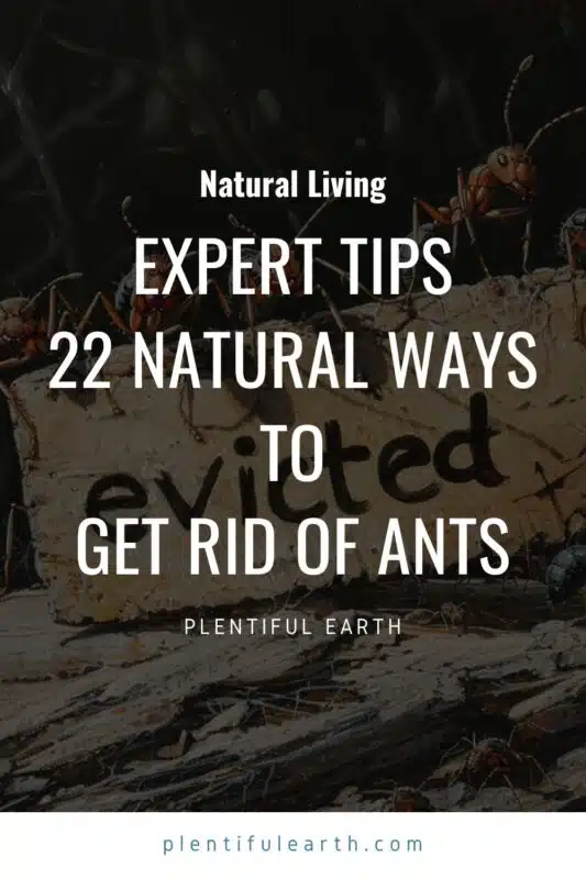 22 natural ways to get rid of ants