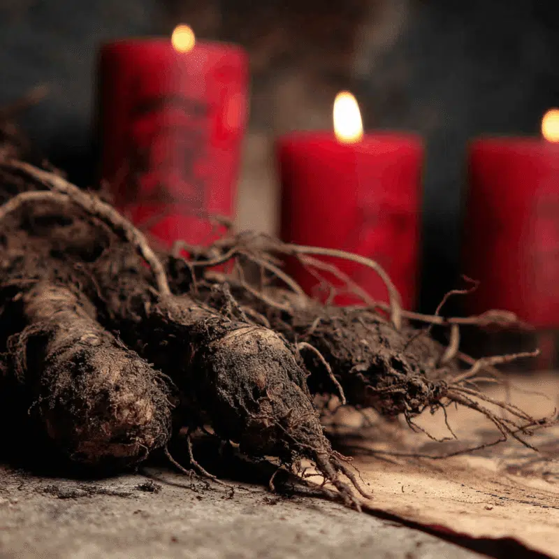 real jezebel root Plentiful Earth | Global Spirituality real jezebel root on a table with red candles