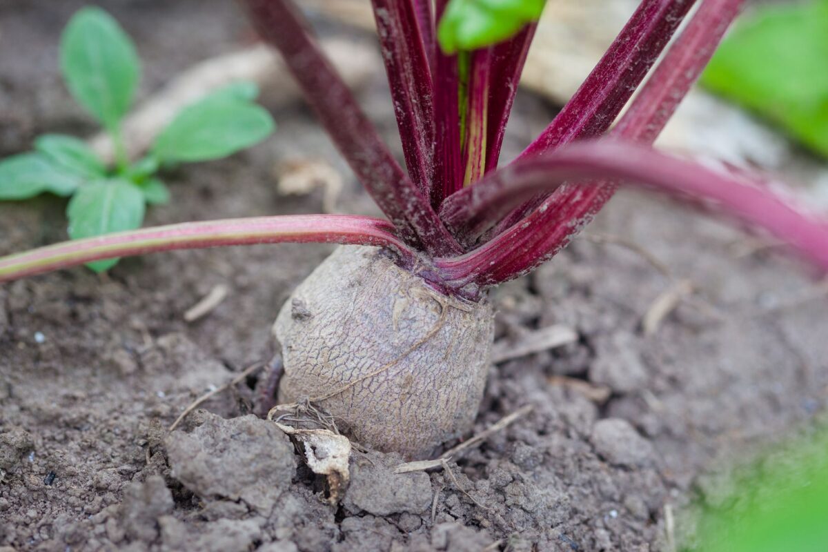 Beet Growing in Soil Plentiful Earth | Global Spirituality A beet growing in garden soil, its red stems and leaves rising from the earth