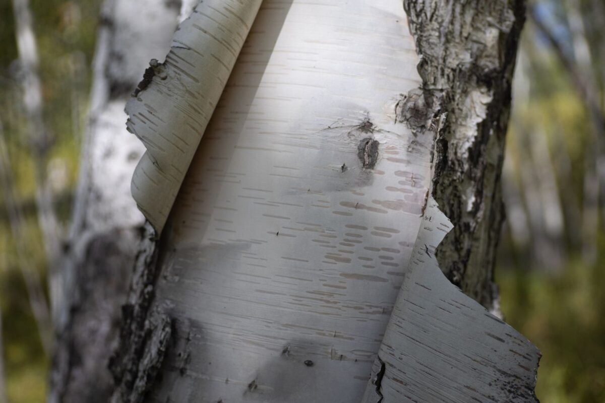 Close-up of white birch bark peeling away from the trunk in thin, papery curls marked with dark horizontal lines.